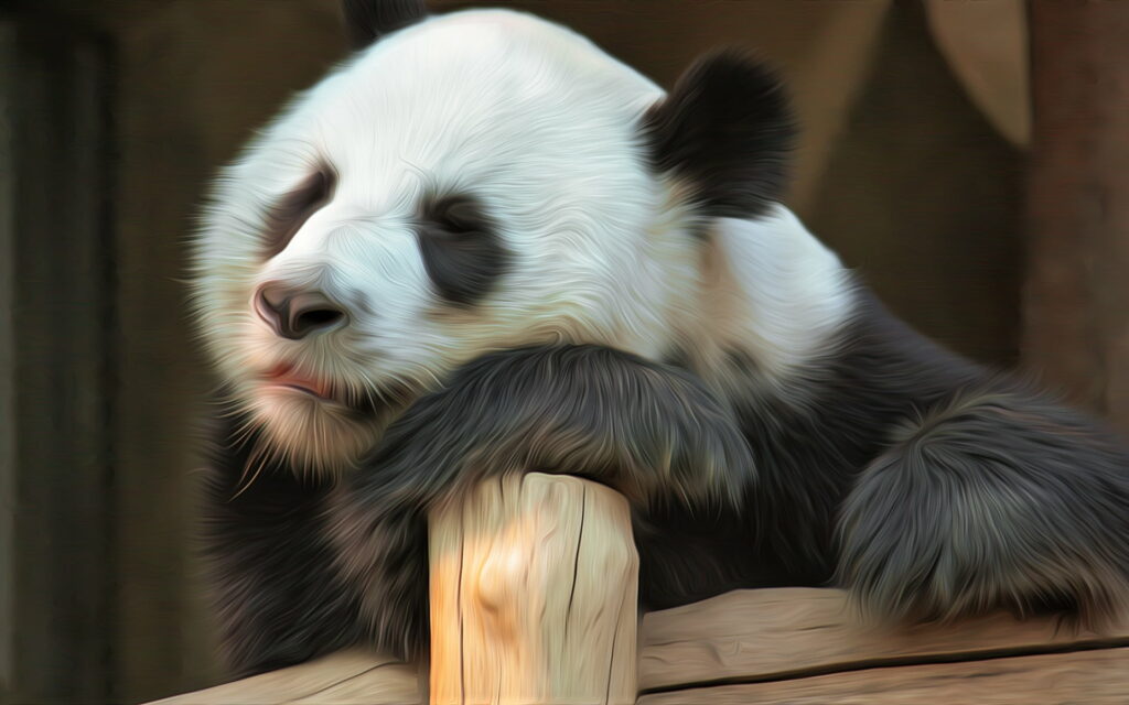 Fuzzy Dreamers: A Captivating HD Artwork featuring a Sleeping Panda in its Natural Habitat Wallpaper