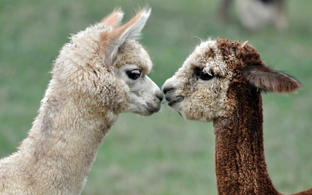 Two cute alpacas touching noses in a playful heartwarming nature wallpaper background