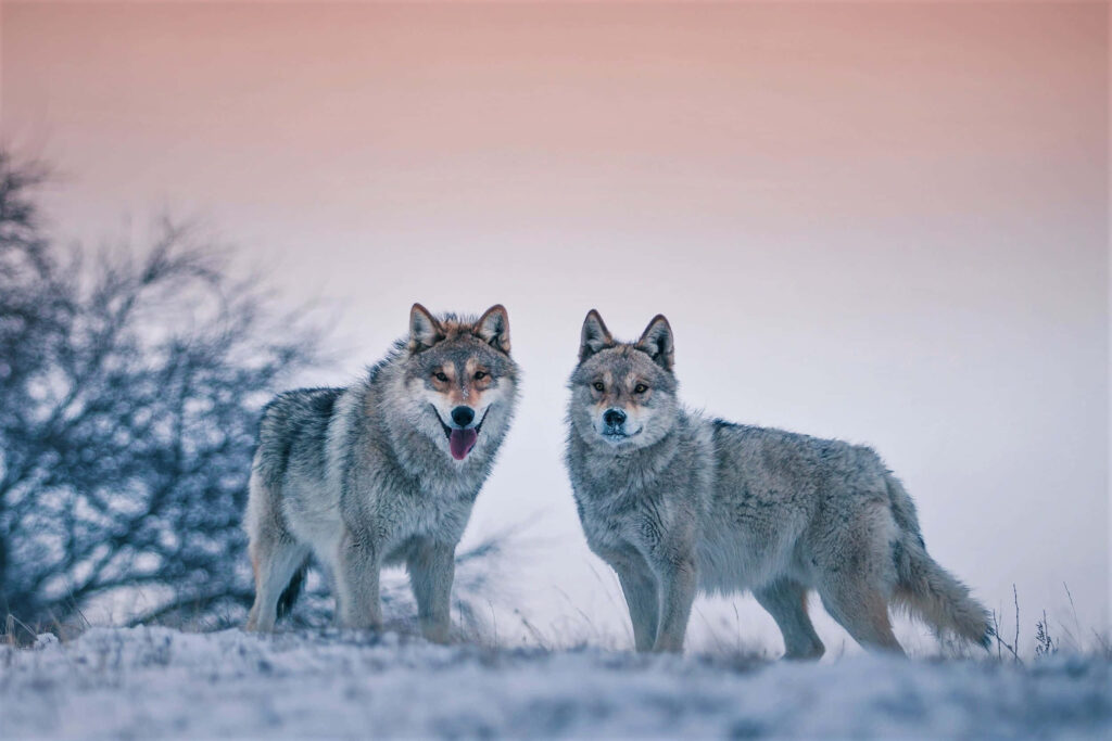 Cute Arctic Wolves in Snowy Landscape Wallpaper - Serene Background