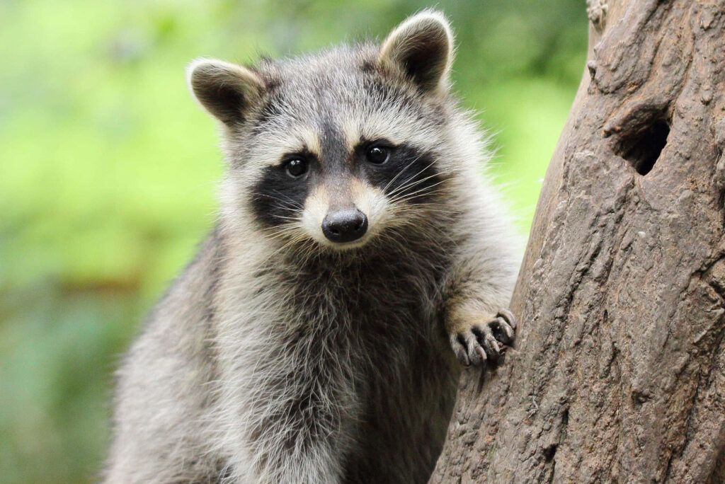 Cute Ash-Grey Raccoon on Tree with Soft Green Background Wallpaper