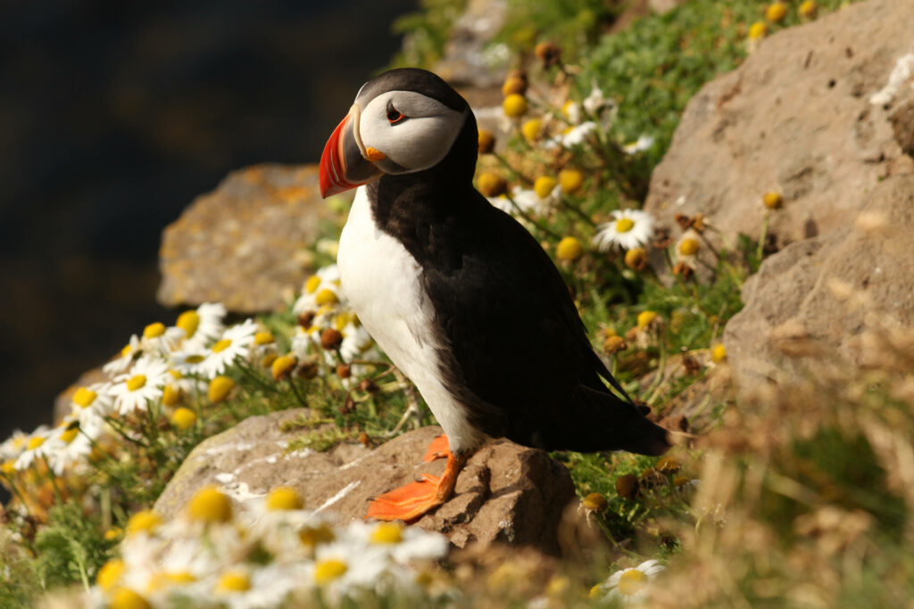 Charming Atlantic Puffin Among Wildflowers on Rocky Cliff Wallpaper