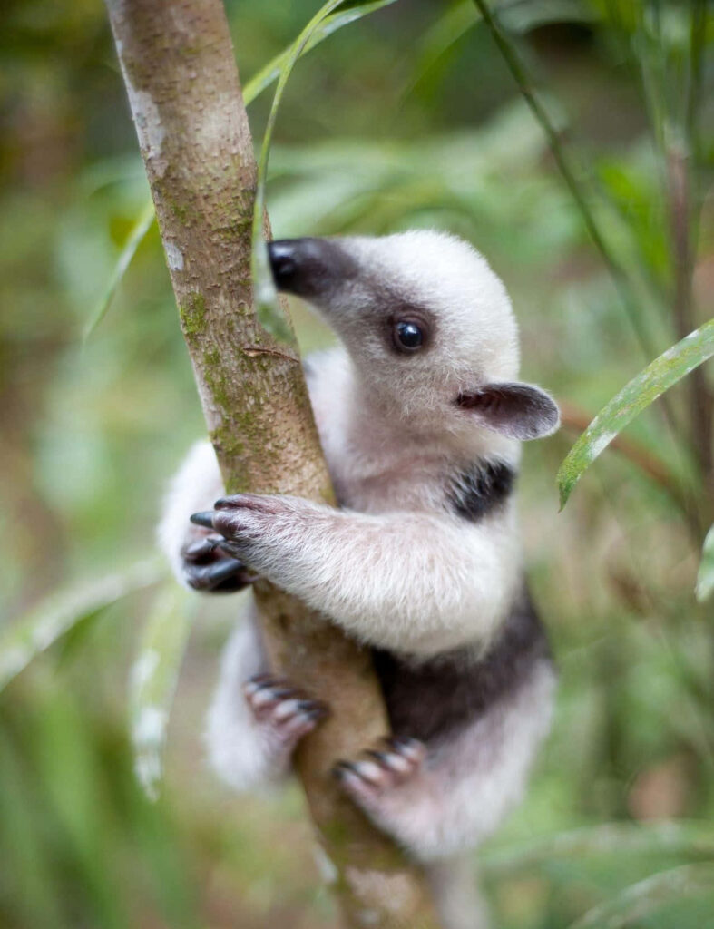 Baby anteater clinging to tree branch in lush green forest nature wildlife wallpaper background