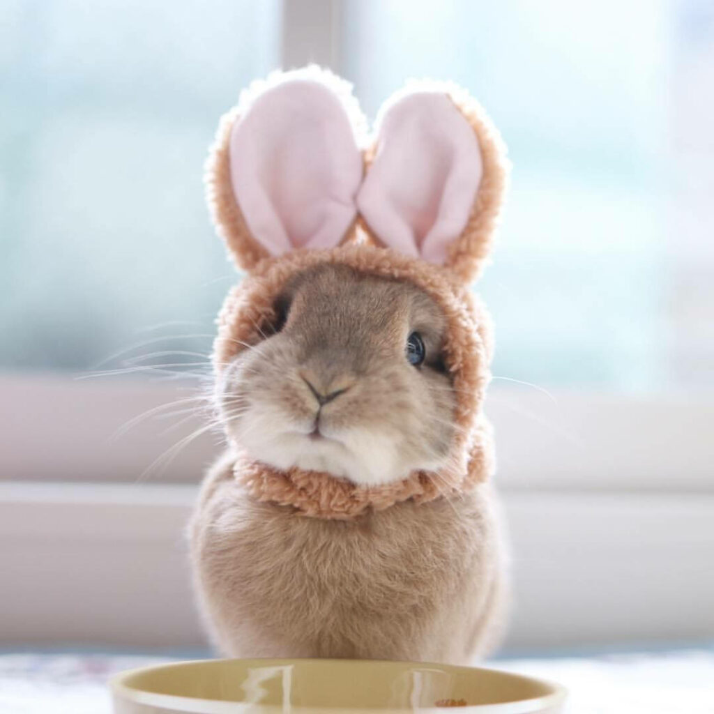 Charming Baby Bunny Wallpaper: Cozy Costume & Plush Ears