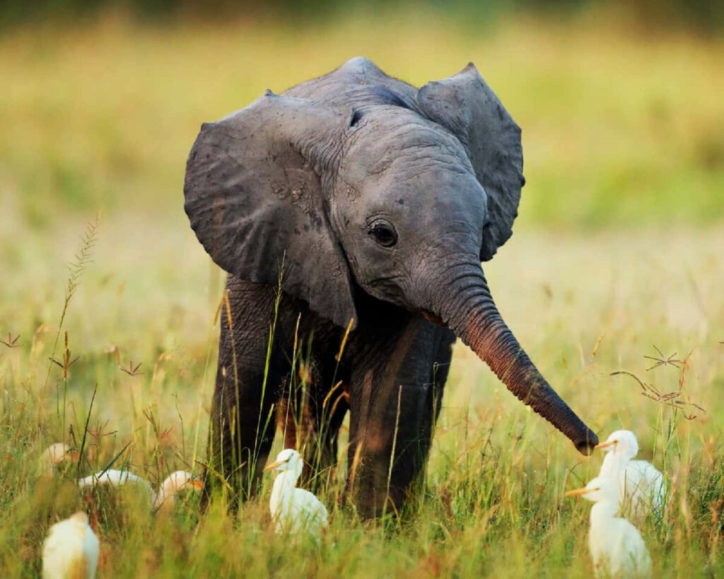 Adorable Baby Elephant and Egrets: Nature's Heartwarming Wallpaper