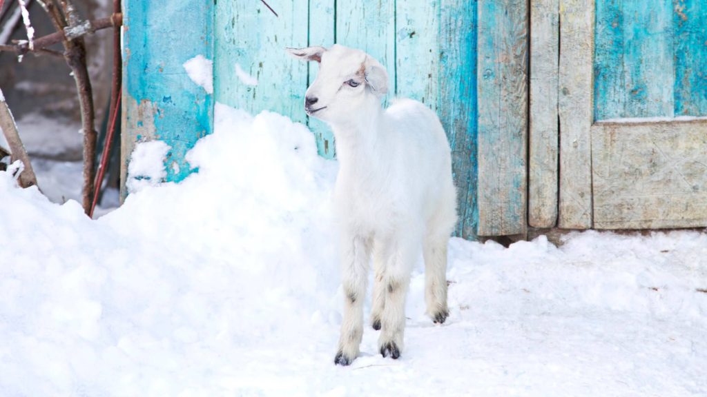 Cute white baby goat standing on snow with rustic blue wooden background winter wallpaper