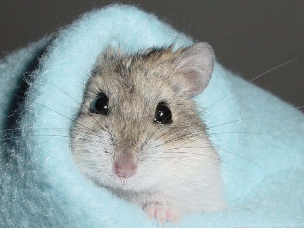Charming Baby Hamster Peeking from Soft Blue Blanket – Adorable Wallpaper