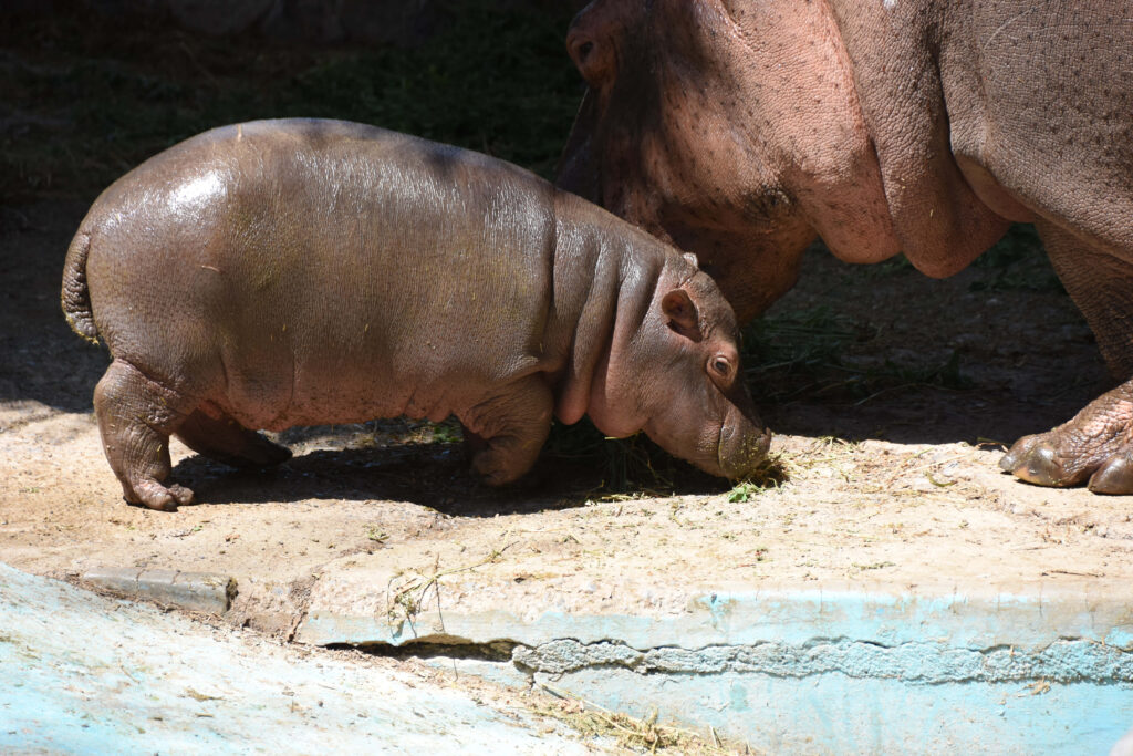 Cute Baby Hippo Explores with Adult in Heartwarming Moment Wallpaper