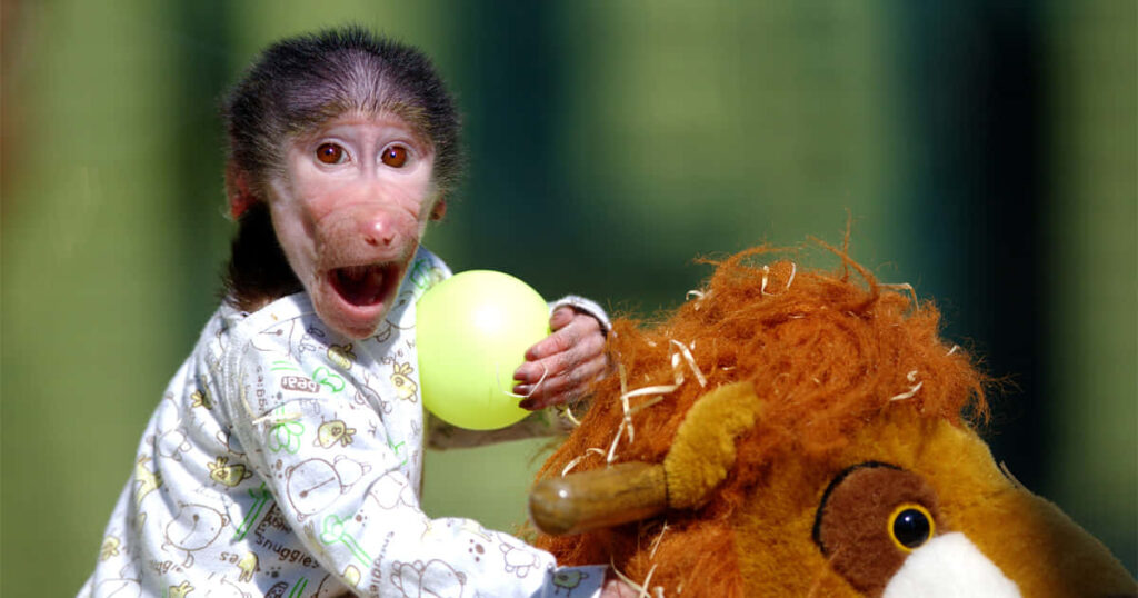 Cute Baby Monkey in Patterned Outfit with Green Ball - Charming Scene Wallpaper