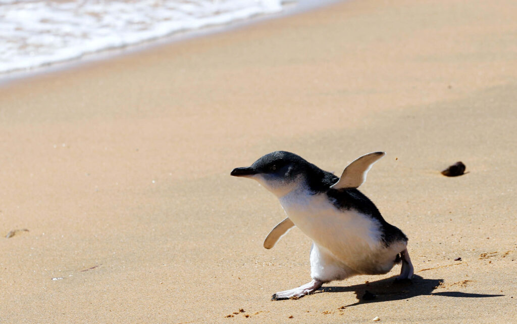 Cute Baby Penguin Strolling Joyfully on Sandy Beach with Gentle Waves Wallpaper
