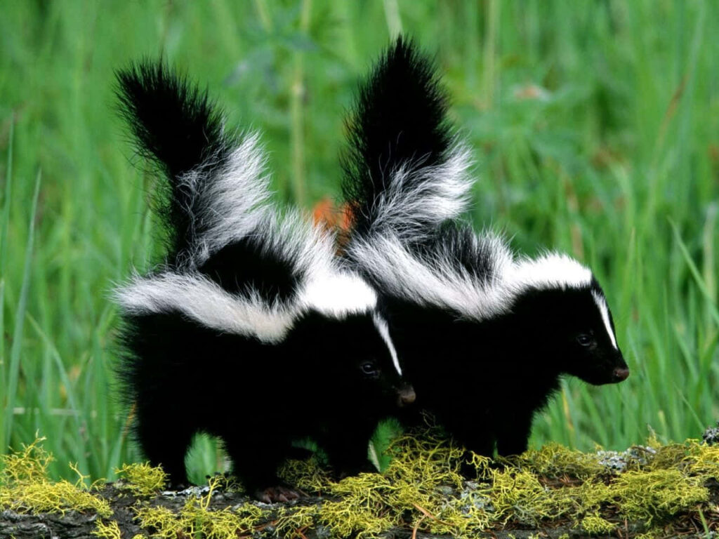 Charming Baby Skunks on Mossy Log: Nature's Cute Duo Wallpaper