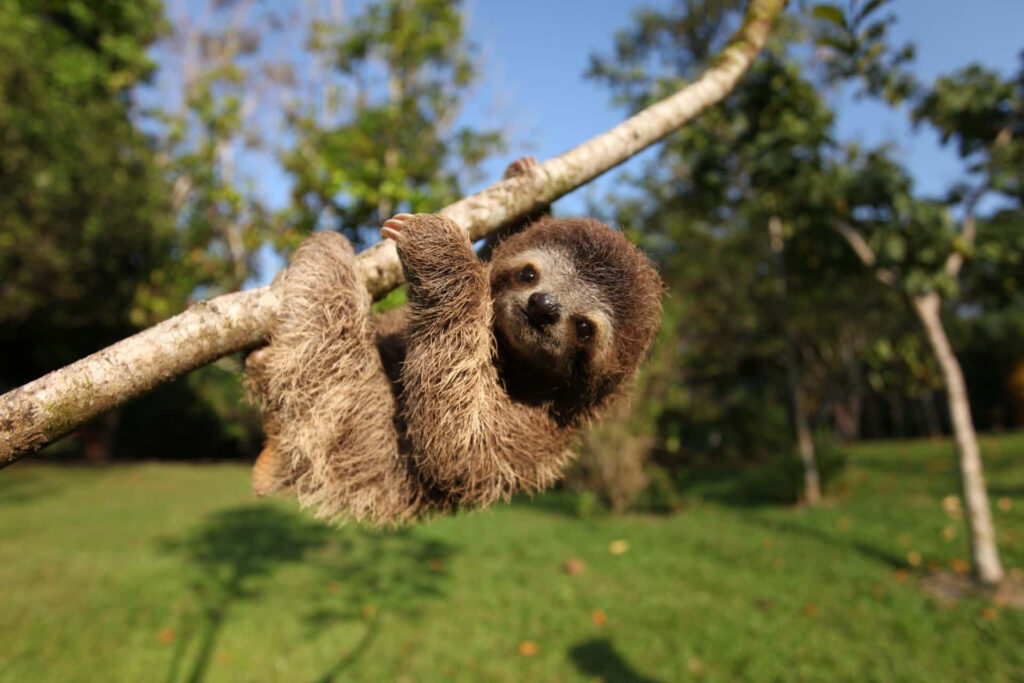 Charming Baby Sloth Wallpaper: Nature's Cutest Background Delight