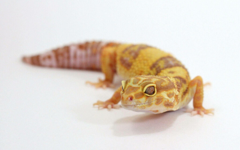 Charming Baby Yellow Leopard Gecko Wallpaper with Vibrant Patterns