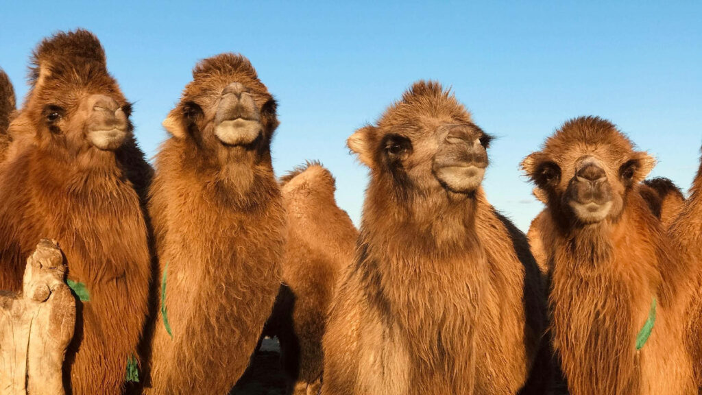 Group of fluffy Bactrian camels with two humps under clear blue sky nature wallpaper background