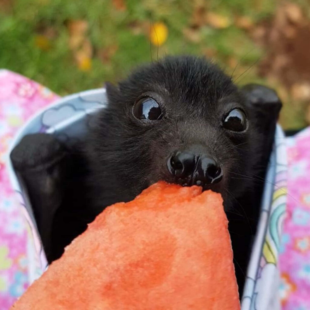 Adorable Bat Nibbles Watermelon: A Cute Contrast in Nature Wallpaper