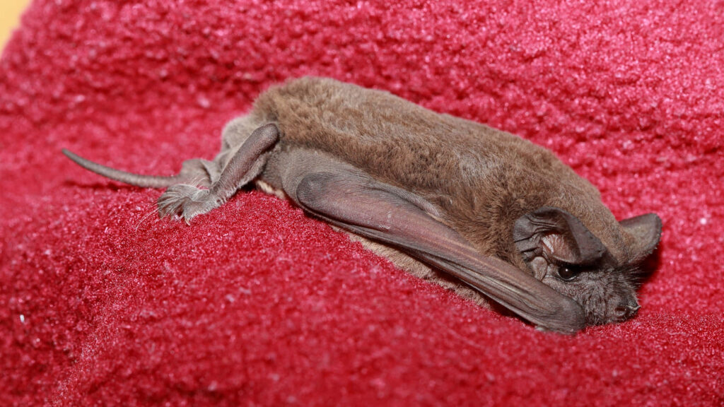 Cute Bat Resting on Soft Red Surface with Delicate Wings Wallpaper