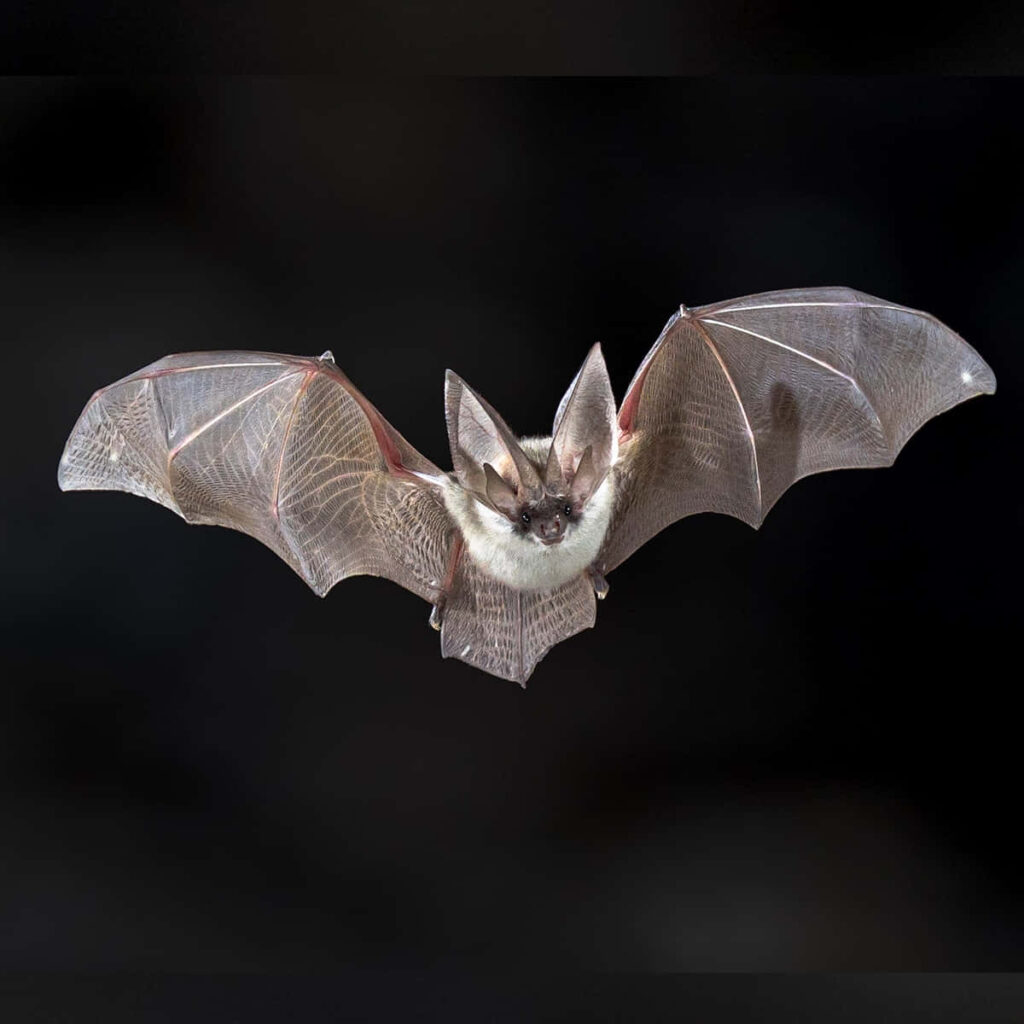 Charming Bat Wallpaper: Cute Mid-Flight Against Dark Background
