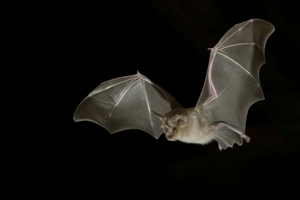 Elegant Bat in Flight Wallpaper: Delicate Wings on Dark Background