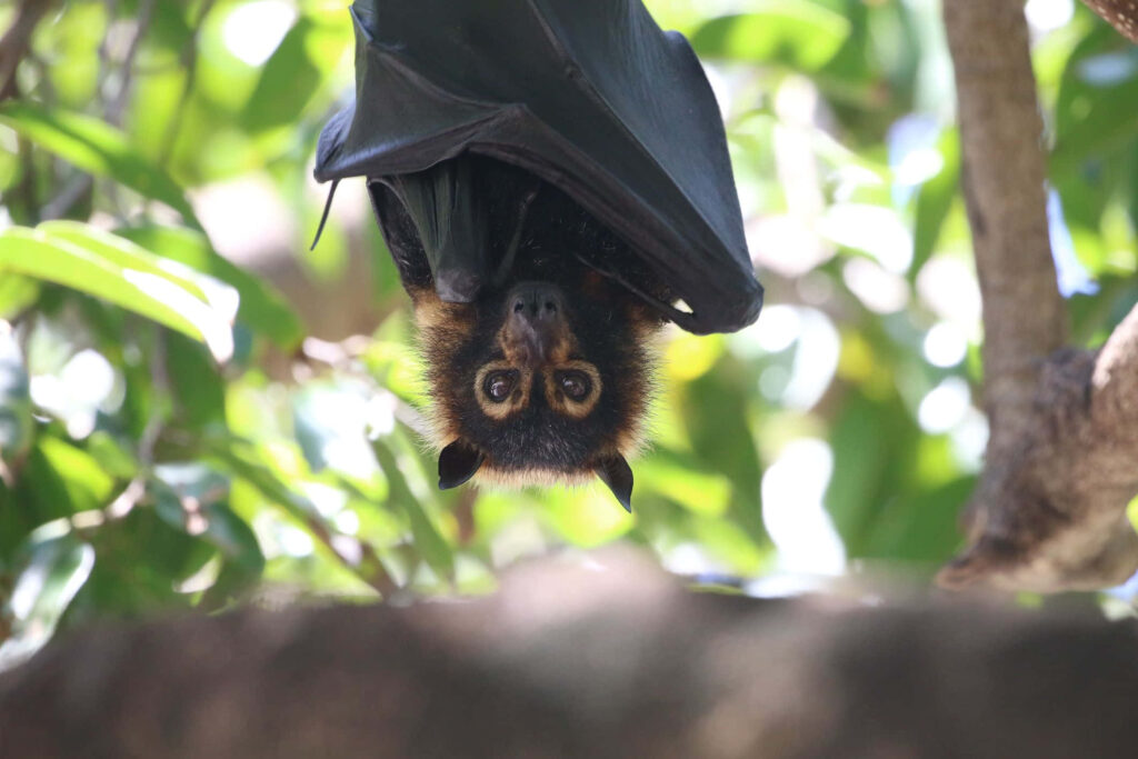 Cute Bat Hanging Upside Down - Whimsical Tree Branch Wallpaper
