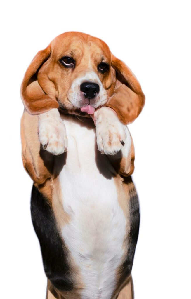 Cute Beagle Wallpaper: Adorable Dog with Floppy Ears & Expressions