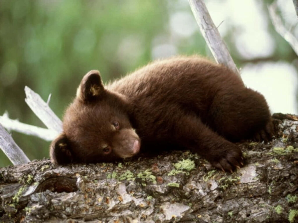 Cute Bear Cub Resting on Tree Branch in Lush Forest Background Wallpaper