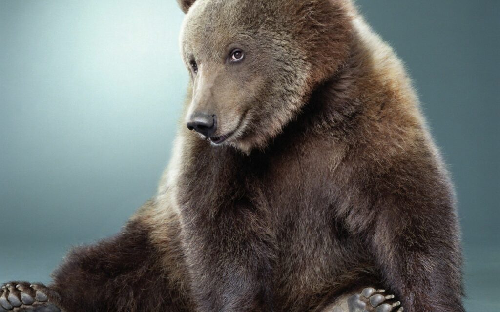 Cute Bear Wallpaper: Charming Soft-Furred Teddy on Subtle Background