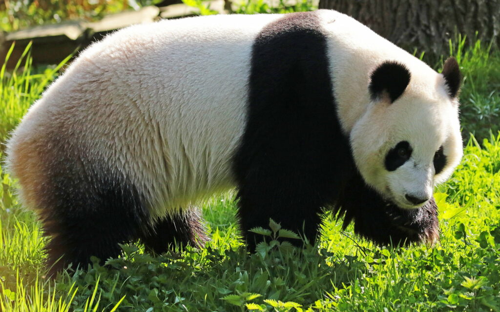Awe-Inspiring Bamboo Muncher: Majestic Panda Surrounded by Lush Greenery – Captivating QHD Wallpaper
