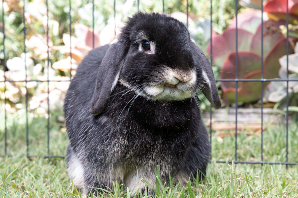 Cute Black Rabbit in Lush Garden – Tranquil Wallpaper Background