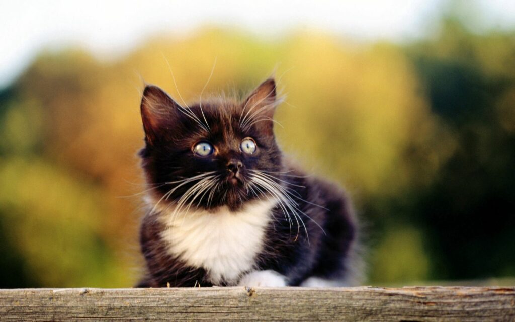 Adorable Spotted Kitten Lying Down with Blurred Nature Background Wallpaper