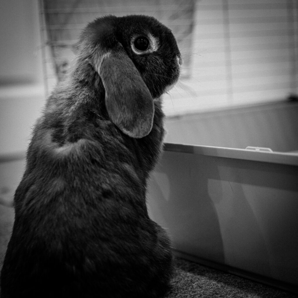 Charming Black and White Wallpaper: Adorable Fluffy Rabbit Profile