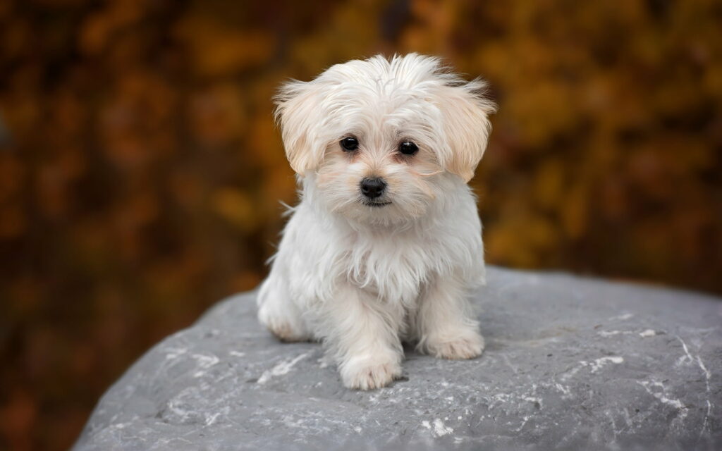 Adorable Bolognese Puppy: A Cute and White Addition to Your Pet Collection - HD Wallpaper