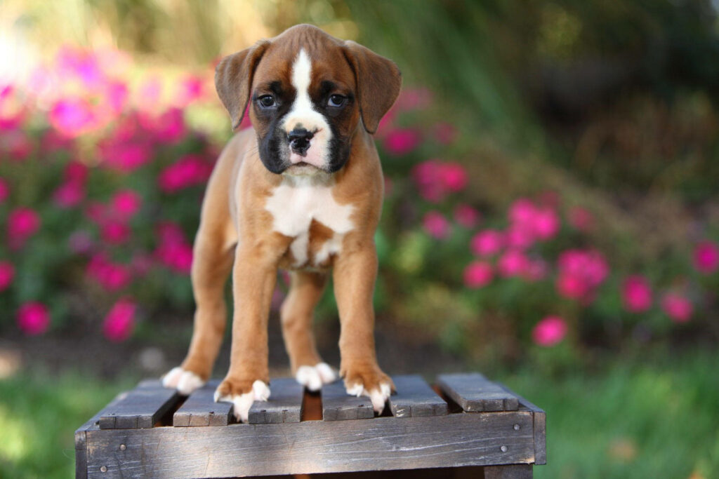 Graceful Boxer Resting Amidst Pastel Blooms on a Rustic Chair Wallpaper
