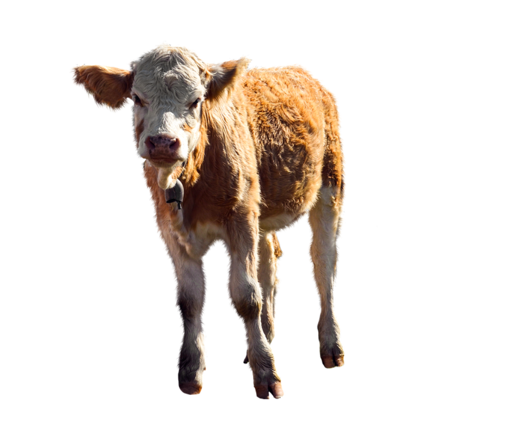 Cute Brown Calf Wallpaper - Serene Rural Vibe on Transparent Background