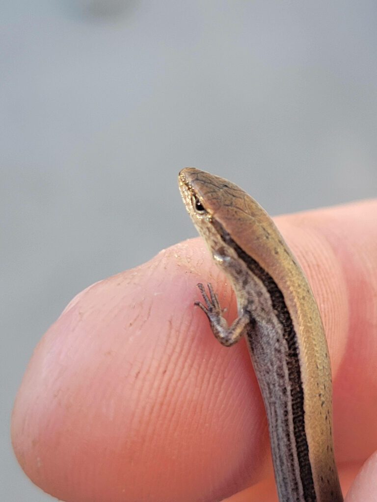 Cute Brown Ground Skink Perched on Finger with Smooth Scales Wallpaper