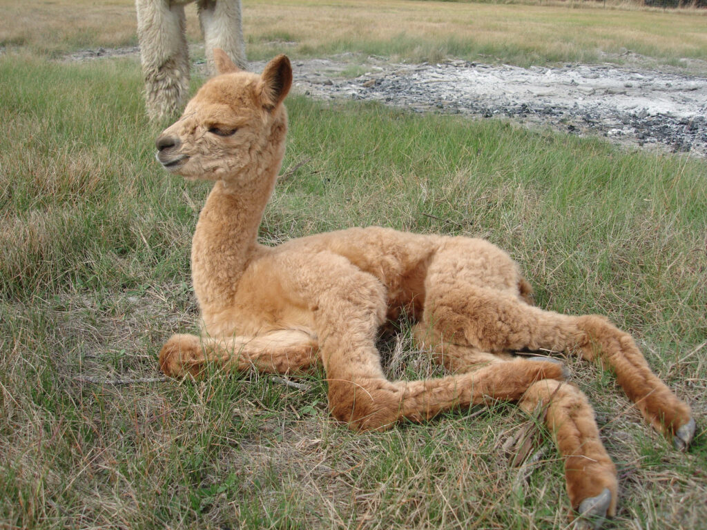 Charming Brown Llama Relaxing in Grass: Nature's Humor & Comfort Wallpaper
