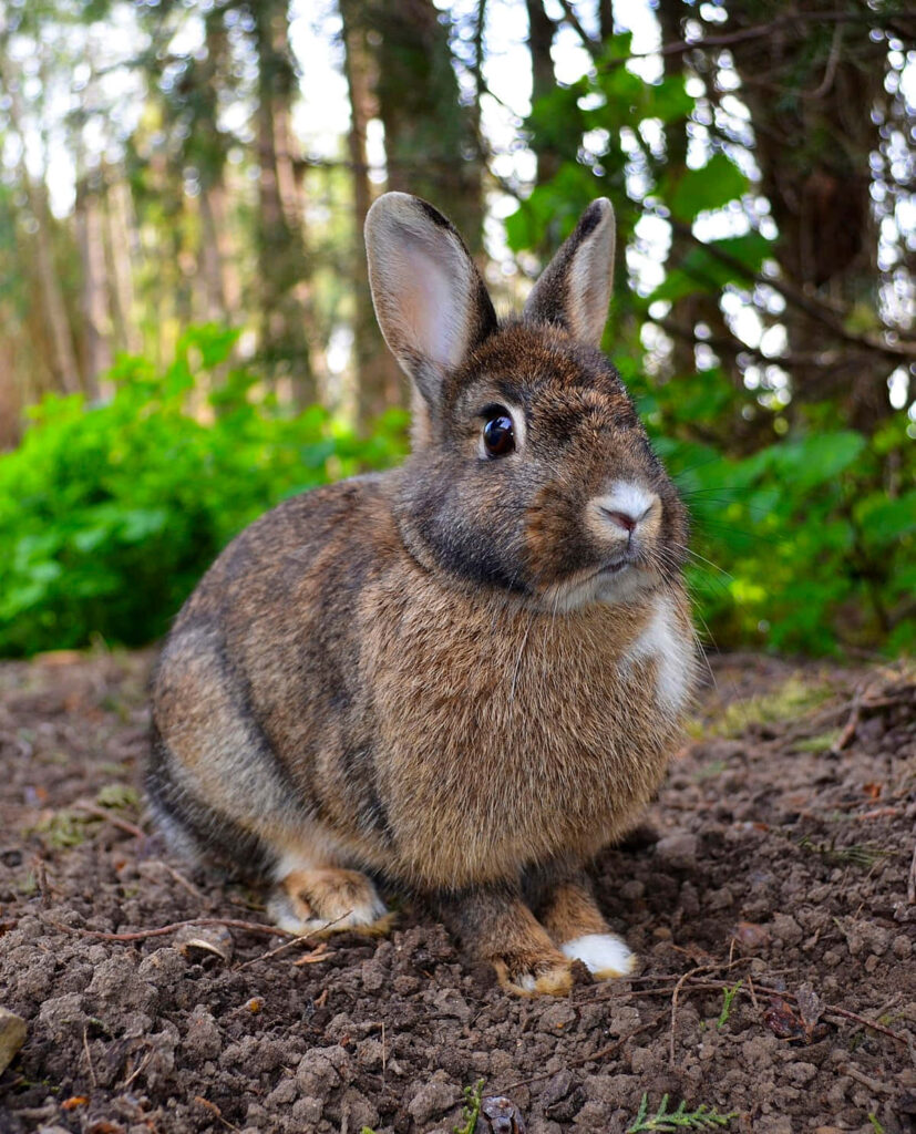 Cute Brown Rabbit in Lush Greenery - Gentle Forest Wallpaper
