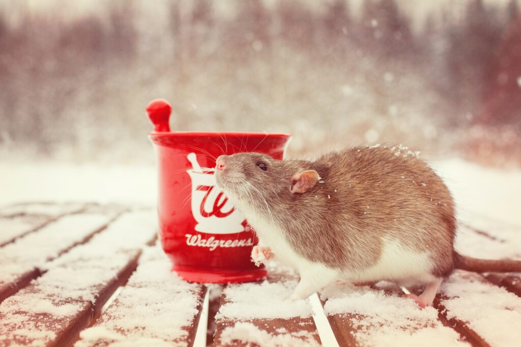 Cute Brown Rat Explores Snowy Scene with Bright Red Mortar Wallpaper