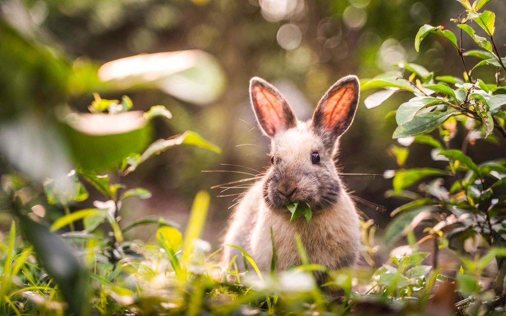 Cute bunny rabbit eating green leaf in sunlit garden with soft glowing bokeh background Wallpaper