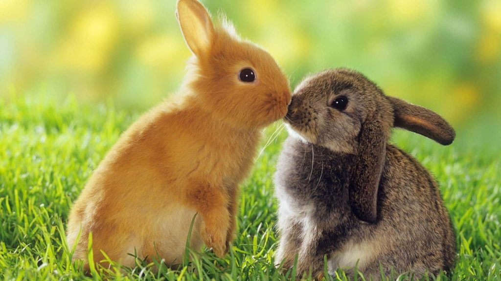 Two adorable bunnies snuggling on sunlit green lawn cute ginger and grey rabbits close up Wallpaper