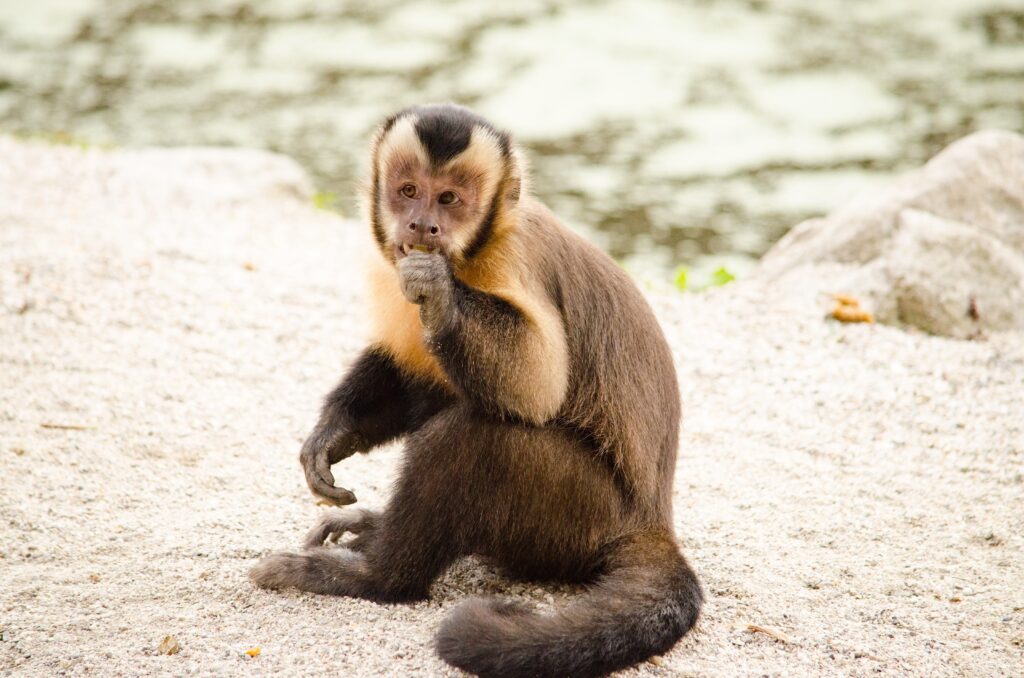 Adorable Capuchin Monkey Wallpaper with Sandy Rocks & Water Background