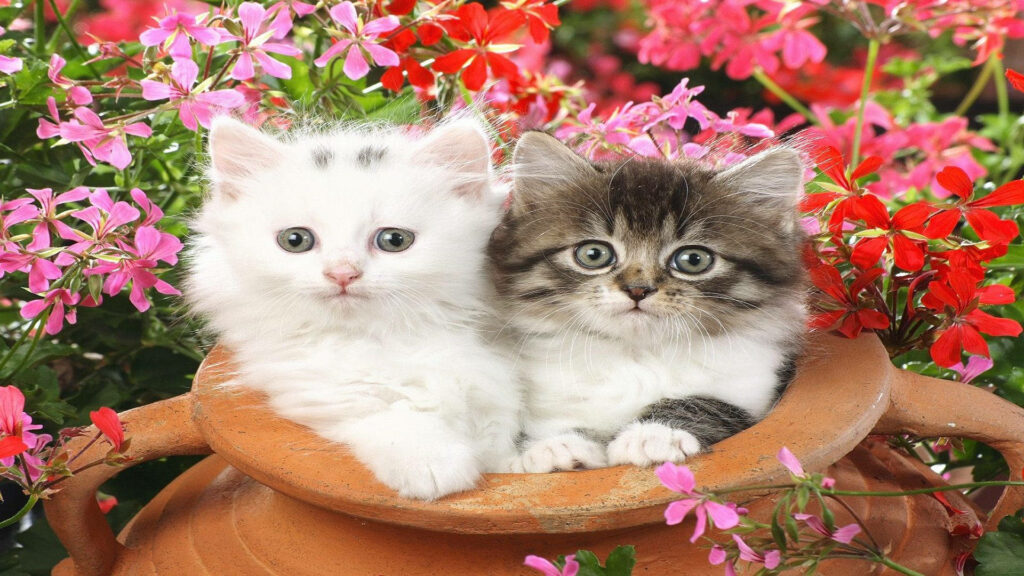 Floral Feline Delight: Adorable Kitties Strike a Pose in a Clay Pot Amidst a Sea of Lovely Pink and Red Blooms Wallpaper