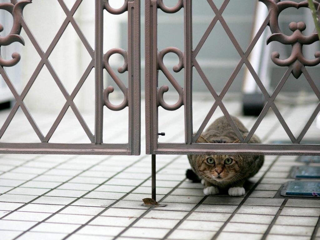 Curious Cat Peeking from Gate: Cute Tiled Floor Wallpaper