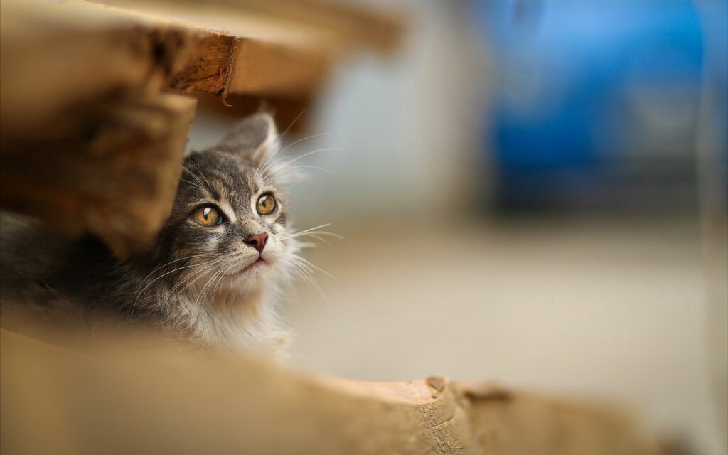 Cute Cat Wallpaper: Curious Feline with Blurred Background