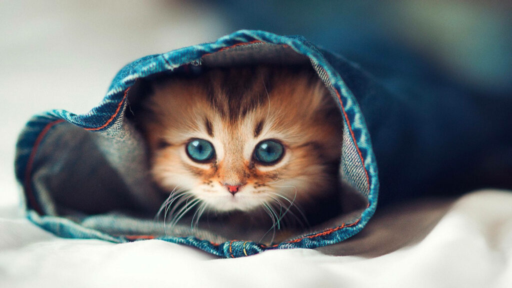 Furry Charm: HD Wallpaper of a Captivating Kitten Posing in its Adorable Glory