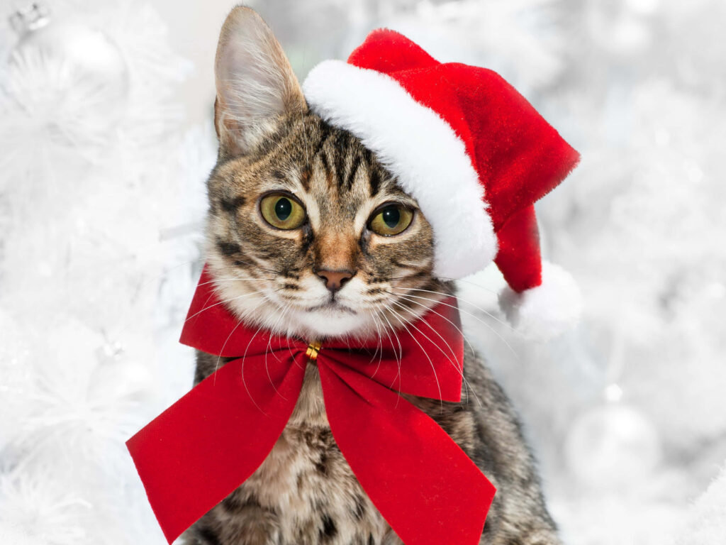 Festive Cat in Santa Hat Wallpaper - Adorable Holiday Background