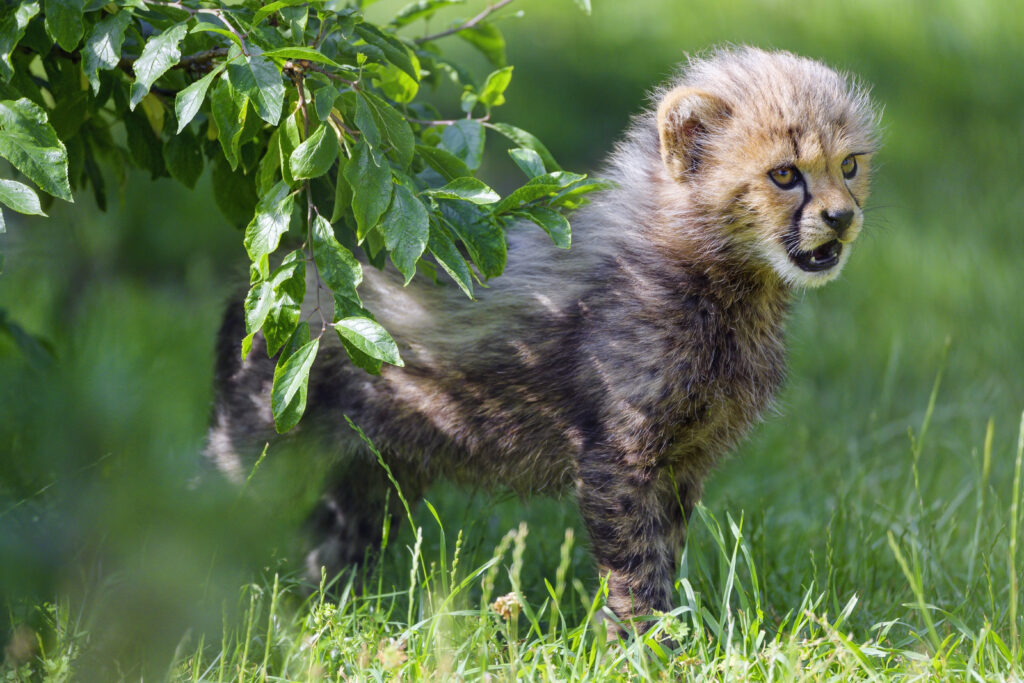 Playful Cheetah Cub in Lush Green Wallpaper Background