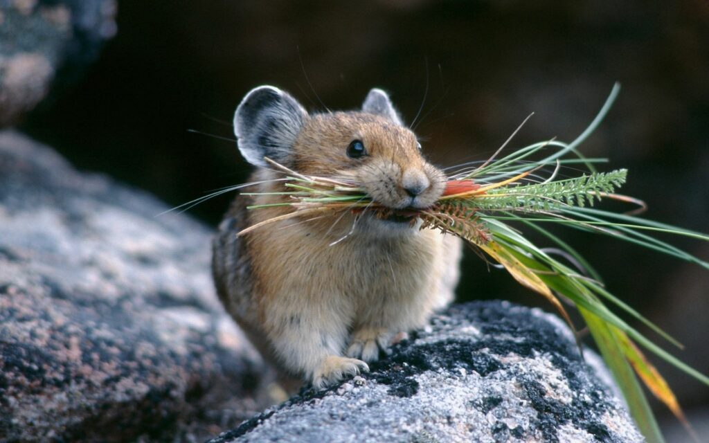 Cute Chinchilla-Like Animal on Rock foraging for Food Wallpaper