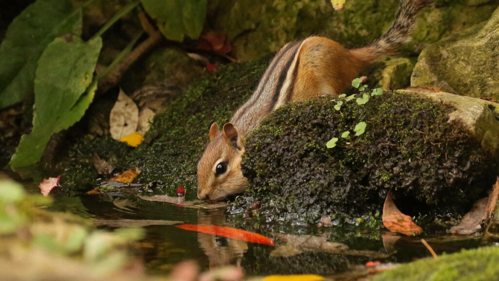 Cute Chipmunk Drinking Water in Serene Forest Stream Background Wallpaper