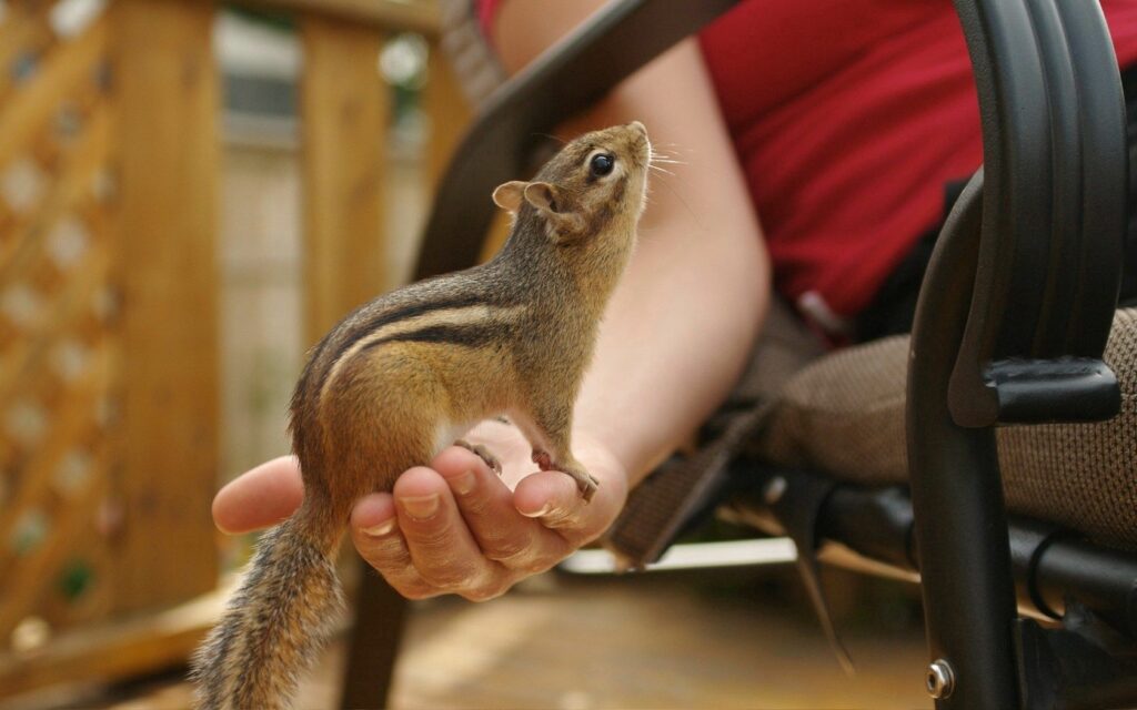 Adorable Chipmunk on Hand: Nature’s Charm in Outdoor Setting Wallpaper