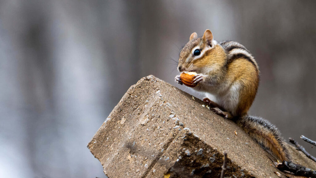Cute Chipmunk Nibbling on Nut in Serene Woodland Background Wallpaper