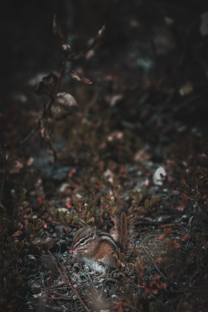 Cute Chipmunk Wallpaper in Serene Forest Setting - Rustic Background